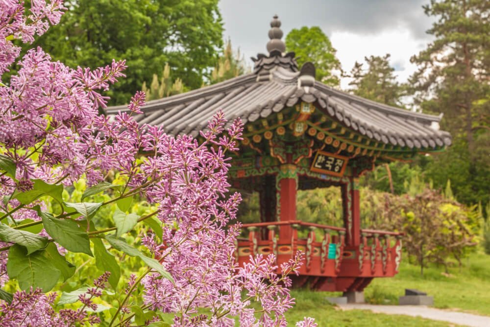 Ботсад Гришка у Києві – природа, історія та відпочинок для всієї родини ботсад гришка