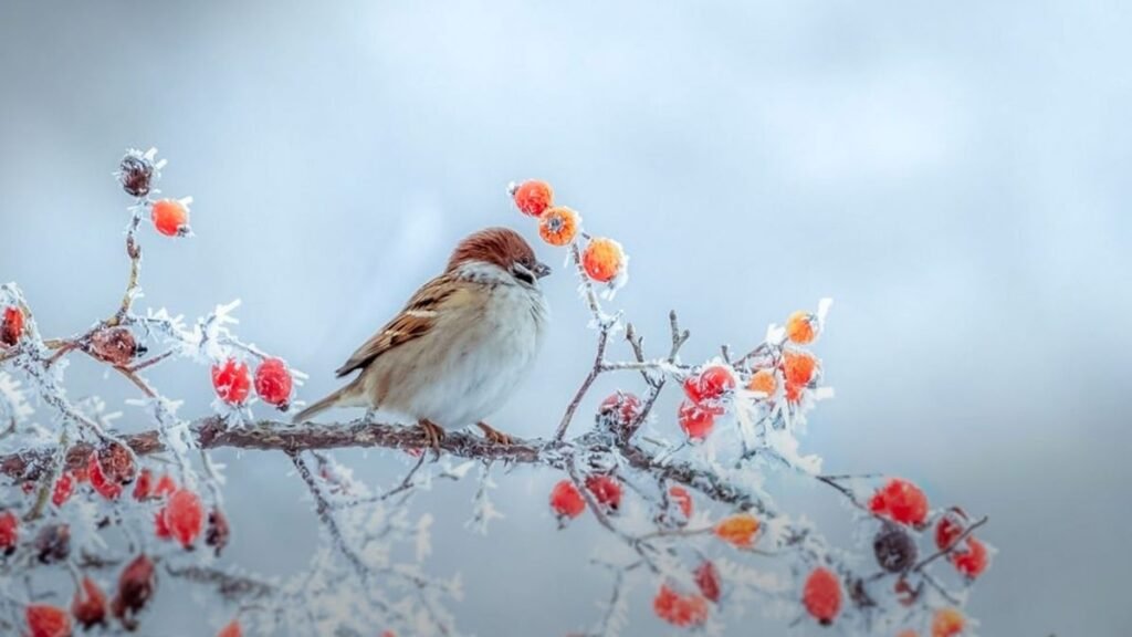 коли будуть заморозки
