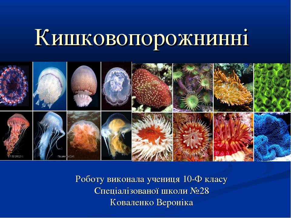 Кишковопорожнинні – будова, види, спосіб життя та значення в природі кишковопорожнинні
